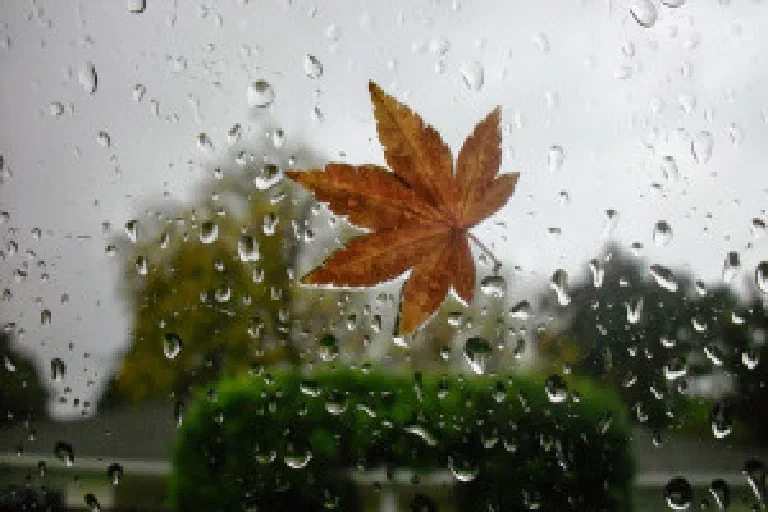 Dewdrops and Rain